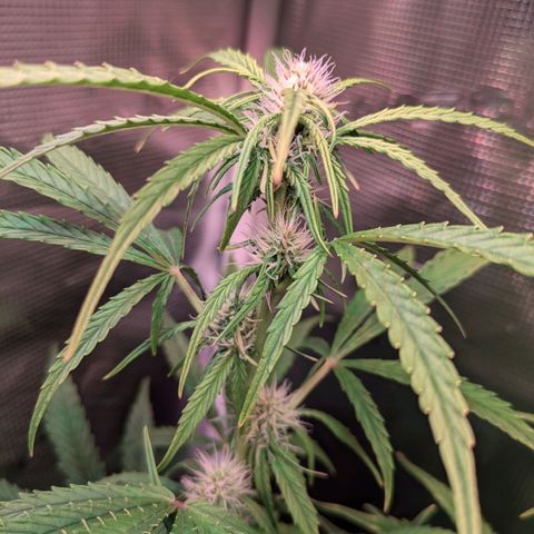 Sticky Orange XXL Automatic growlog timeline photo