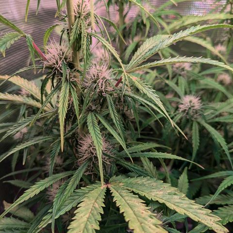 Sticky Orange XXL Automatic growlog timeline photo
