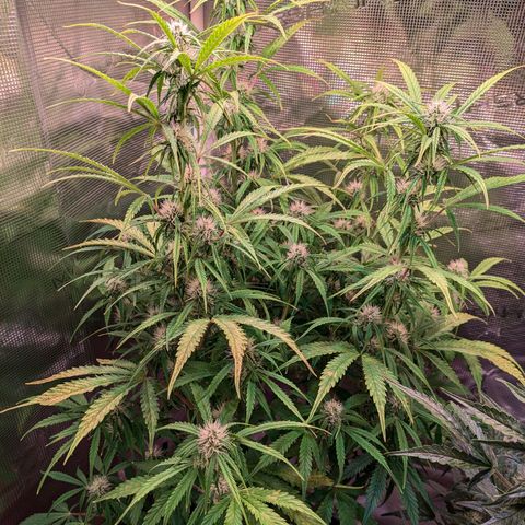 Sticky Orange XXL Automatic growlog timeline photo