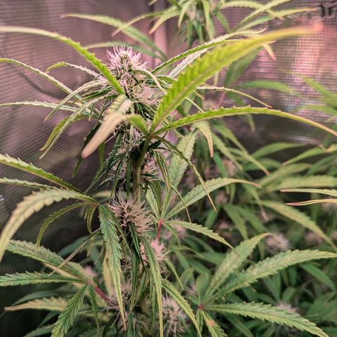 Sticky Orange XXL Automatic growlog timeline photo