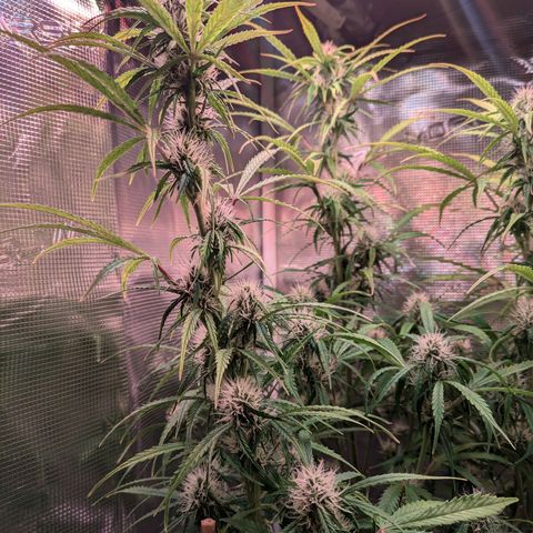 Sticky Orange XXL Automatic growlog timeline photo