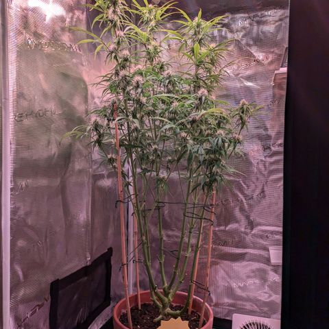 Sticky Orange XXL Automatic growlog timeline photo