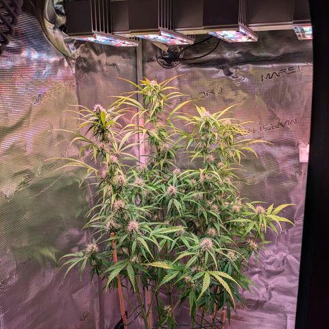 Sticky Orange XXL Automatic growlog timeline photo