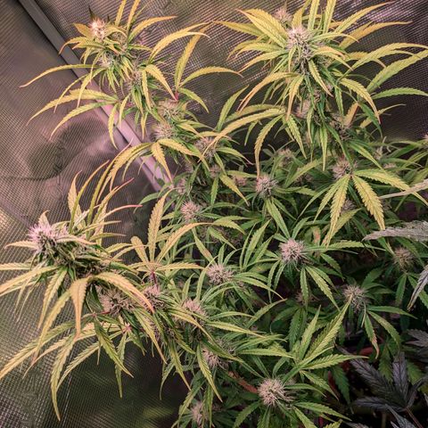Sticky Orange XXL Automatic growlog timeline photo