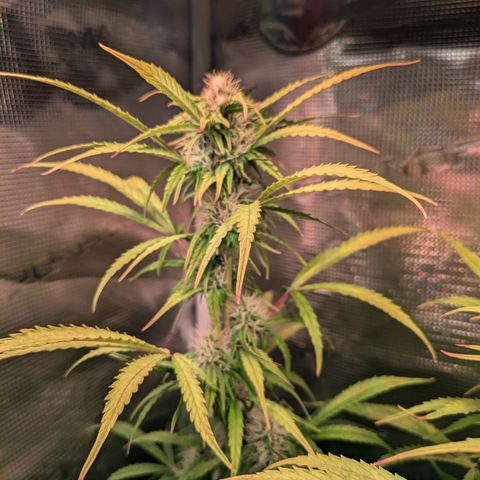 Sticky Orange XXL Automatic growlog timeline photo