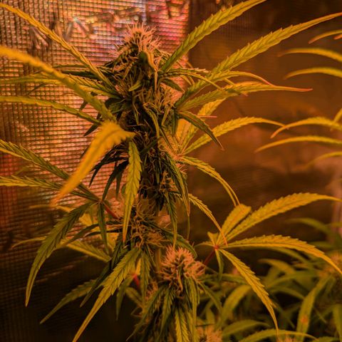 Sticky Orange XXL Automatic growlog timeline photo
