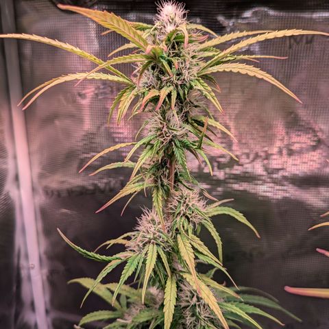 Sticky Orange XXL Automatic growlog timeline photo