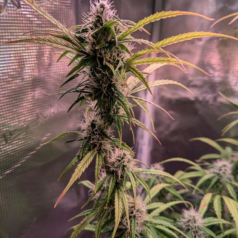 Sticky Orange XXL Automatic growlog timeline photo