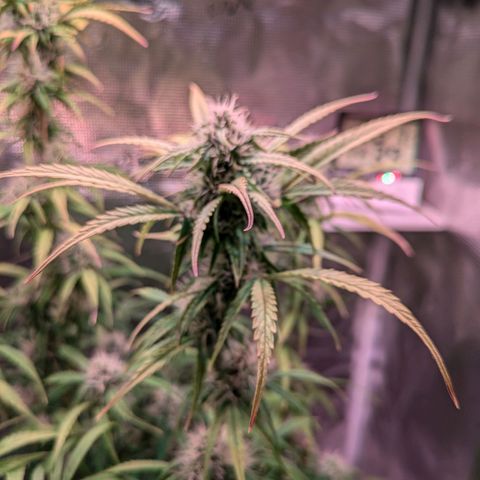 Sticky Orange XXL Automatic growlog timeline photo