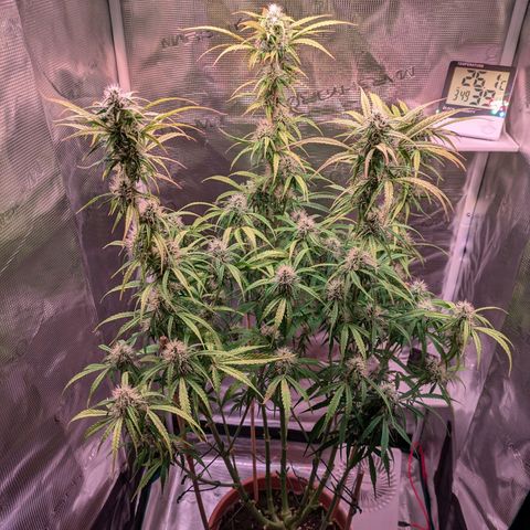 Sticky Orange XXL Automatic growlog timeline photo