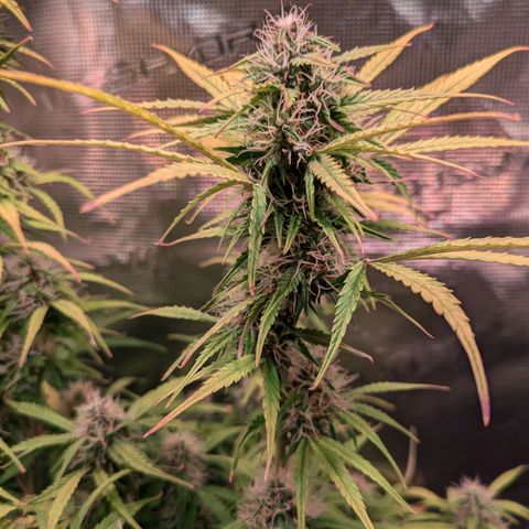 Sticky Orange XXL Automatic growlog timeline photo