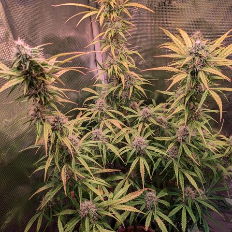 Sticky Orange XXL Automatic growlog timeline photo