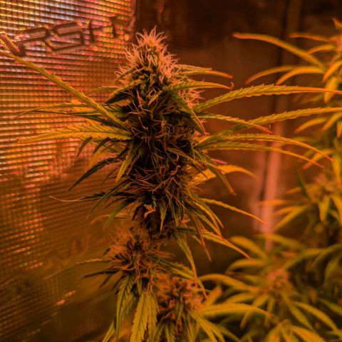 Sticky Orange XXL Automatic growlog timeline photo