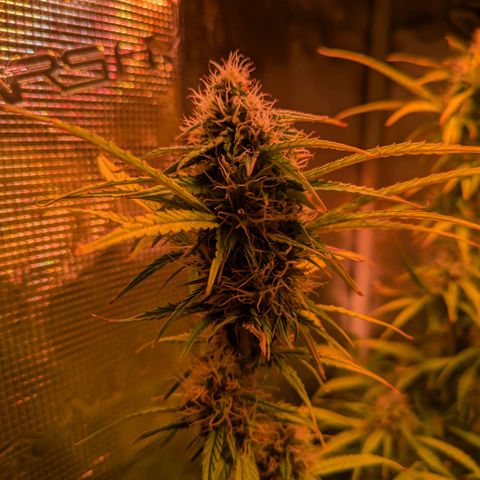 Sticky Orange XXL Automatic growlog timeline photo