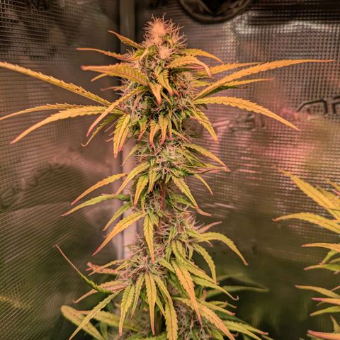 Sticky Orange XXL Automatic growlog timeline photo