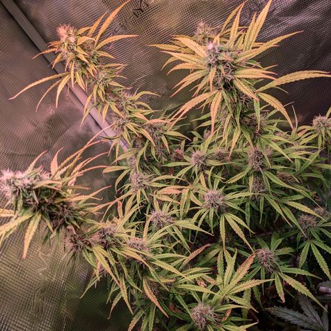 Sticky Orange XXL Automatic growlog timeline photo