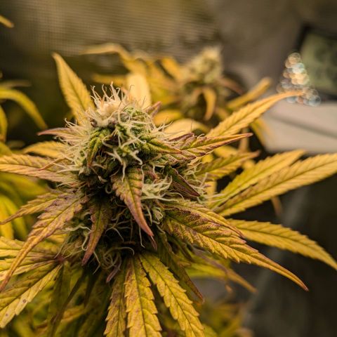 Sticky Orange XXL Automatic growlog photo: Lichtbrand, verbranntes geschnitten in hoffnung sie erholt sich. 