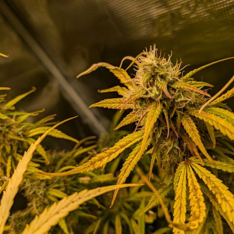 Sticky Orange XXL Automatic growlog photo: Lichtbrand, verbranntes geschnitten in hoffnung sie erholt sich. 