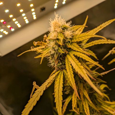 Sticky Orange XXL Automatic growlog photo: Lichtbrand, verbranntes geschnitten in hoffnung sie erholt sich. 