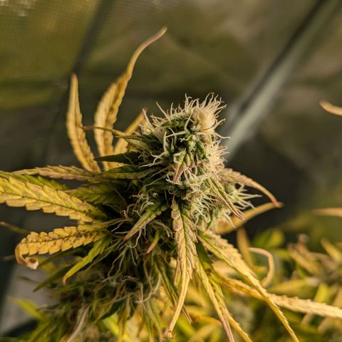 Sticky Orange XXL Automatic growlog photo: Lichtbrand, verbranntes geschnitten in hoffnung sie erholt sich. 