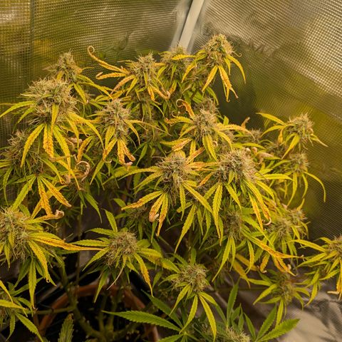 Sticky Orange XXL Automatic growlog timeline photo