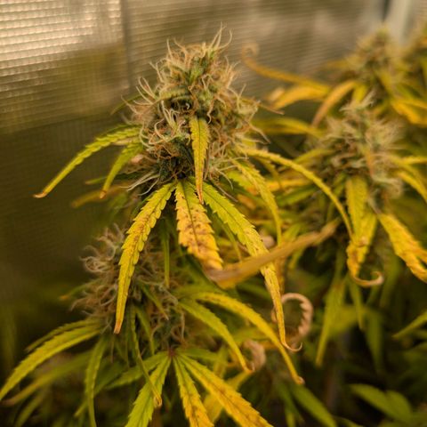 Sticky Orange XXL Automatic growlog timeline photo