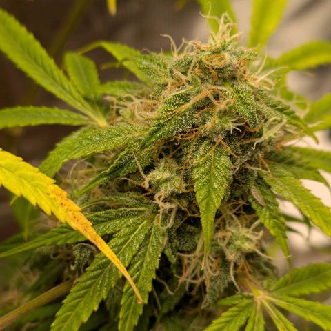 Sticky Orange XXL Automatic growlog timeline photo