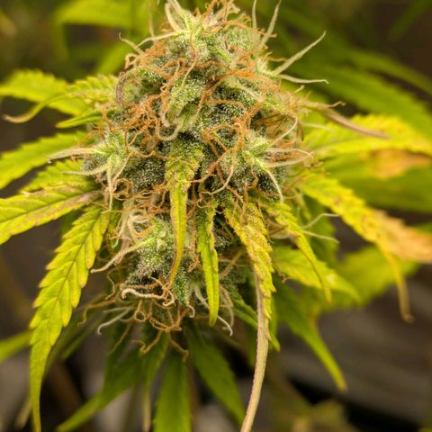 Sticky Orange XXL Automatic growlog timeline photo