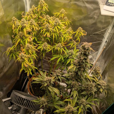 Sticky Orange XXL Automatic growlog timeline photo