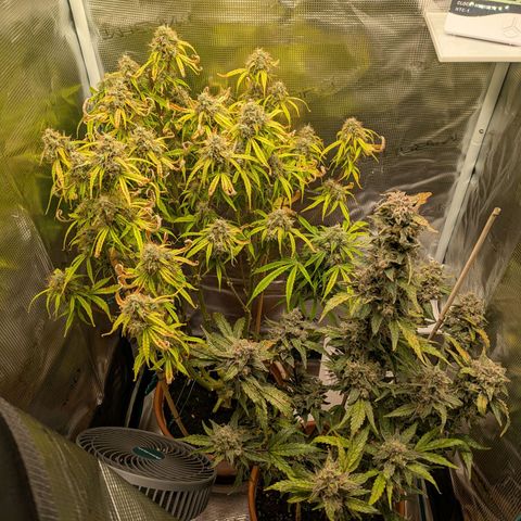 Sticky Orange XXL Automatic growlog photo: Lichtbrand gerade so überlebt, trichome bilden sich noch, seitlich schöne buds, oben nicht so toll aber da kommt noch was 