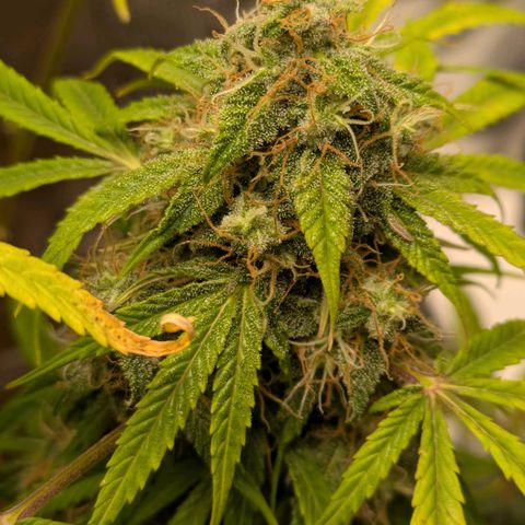 Sticky Orange XXL Automatic growlog photo: Lichtbrand gerade so überlebt, trichome bilden sich noch, seitlich schöne buds, oben nicht so toll aber da kommt noch was 