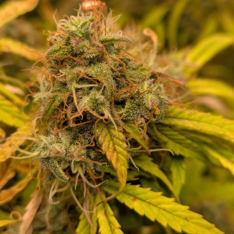 Sticky Orange XXL Automatic growlog photo: Lichtbrand gerade so überlebt, trichome bilden sich noch, seitlich schöne buds, oben nicht so toll aber da kommt noch was 