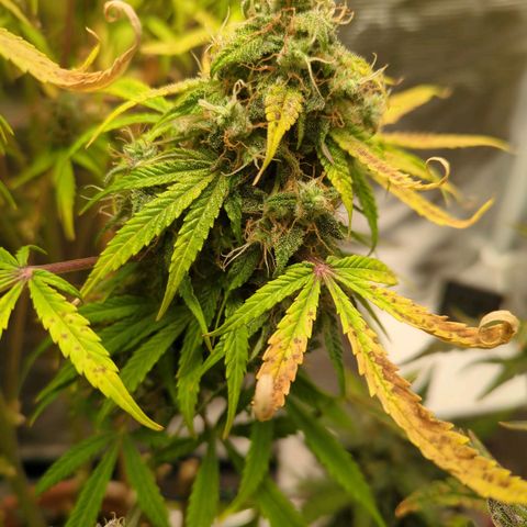 Sticky Orange XXL Automatic growlog timeline photo