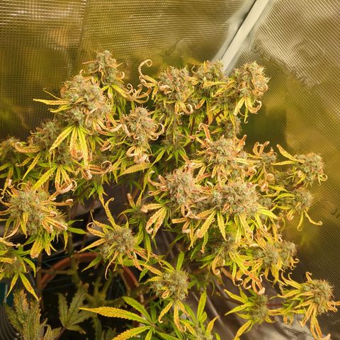 Sticky Orange XXL Automatic growlog timeline photo