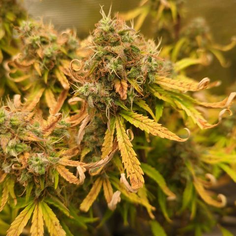 Sticky Orange XXL Automatic growlog timeline photo