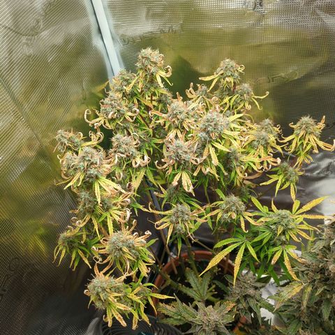 Sticky Orange XXL Automatic growlog timeline photo
