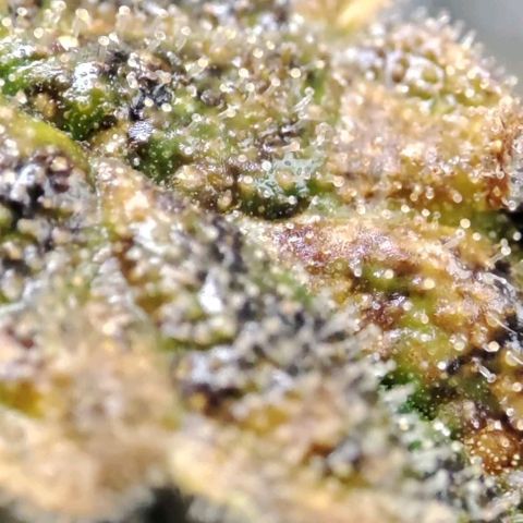 Sticky Orange XXL Automatic growlog timeline photo