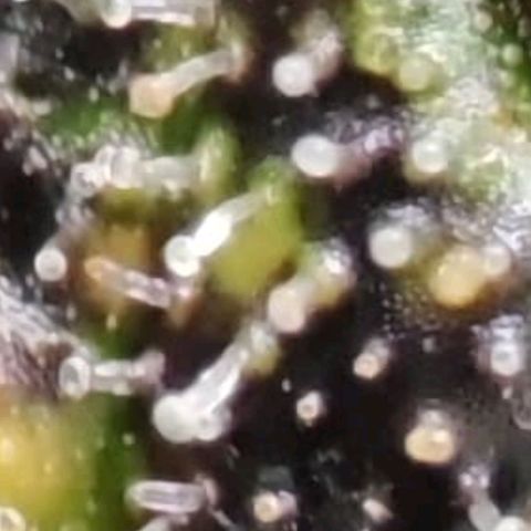 Sticky Orange XXL Automatic growlog timeline photo