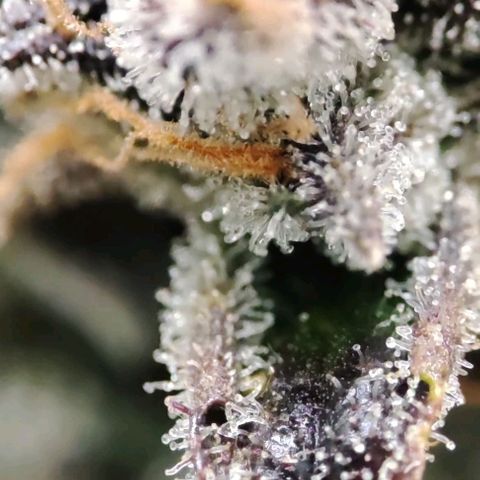 Sticky Orange XXL Automatic growlog timeline photo