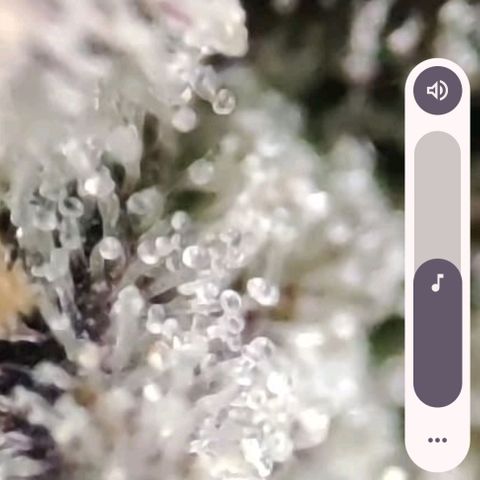 Sticky Orange XXL Automatic growlog timeline photo