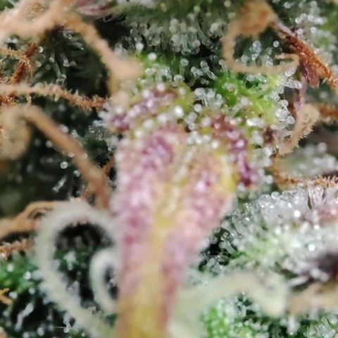 Sticky Orange XXL Automatic growlog timeline photo