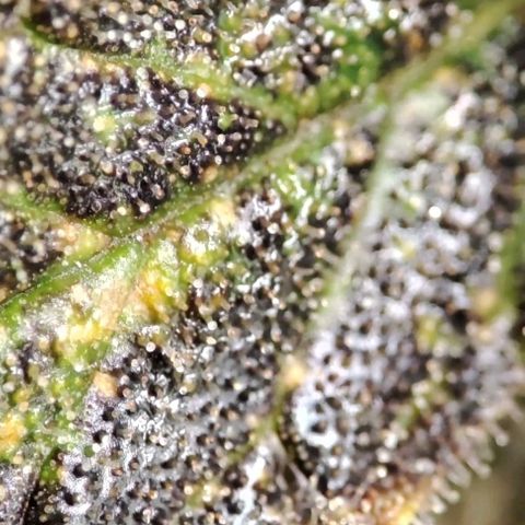 Sticky Orange XXL Automatic growlog timeline photo