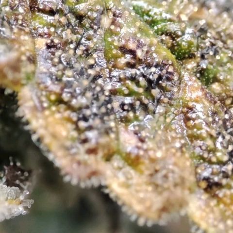 Sticky Orange XXL Automatic growlog timeline photo
