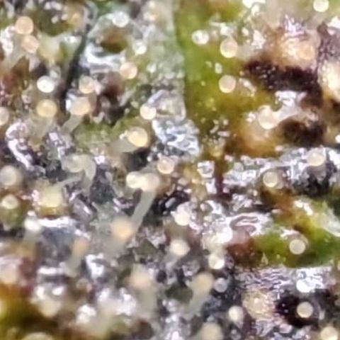 Sticky Orange XXL Automatic growlog timeline photo