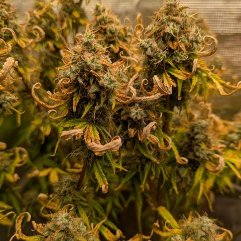 Sticky Orange XXL Automatic growlog timeline photo