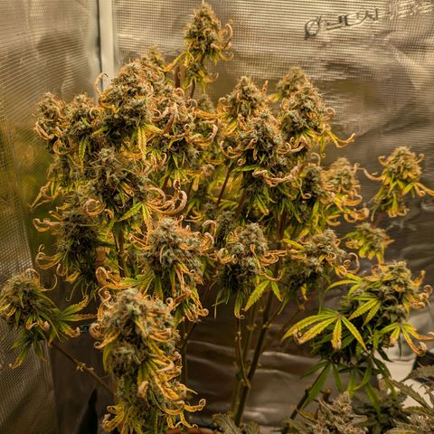 Sticky Orange XXL Automatic growlog timeline photo