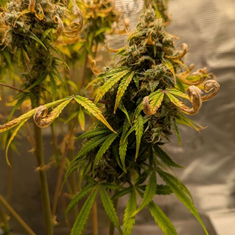 Sticky Orange XXL Automatic growlog timeline photo