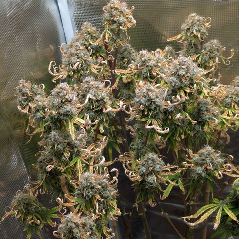 Sticky Orange XXL Automatic growlog timeline photo