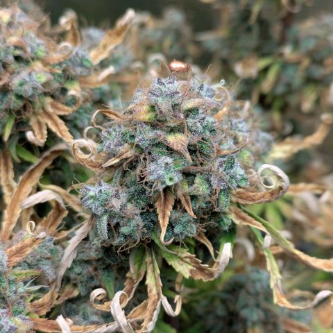 Sticky Orange XXL Automatic growlog timeline photo