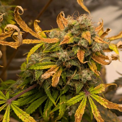 Sticky Orange XXL Automatic growlog timeline photo